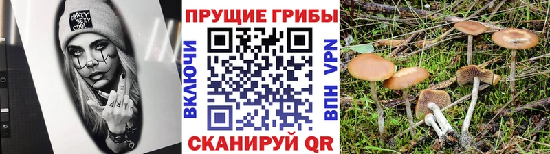 блэк спрут зеркало  хочу   Долгопрудный  Псилоцибиновые грибы Psilocybe 